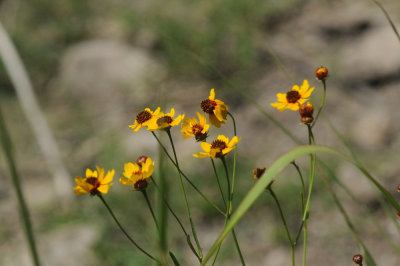 710cooksFishH 230blackeyedsusans.jpg