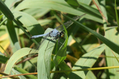 710cooksFishH 231easternpondhawk.jpg