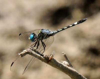 710cooksFishH 233thornbushdasher.jpg