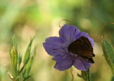 710cooksFishH 251cloudedskipper.jpg