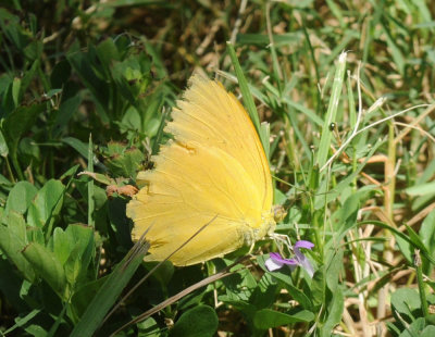 710cooksFishH 270largeorangesulphur.jpg