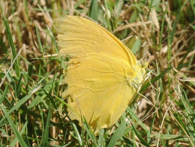 710cooksFishH 273largeorangesulphur.jpg