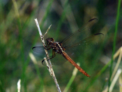 710cooksFishH roseateskimmer.jpg
