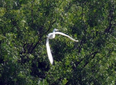 712fish 009egret.jpg