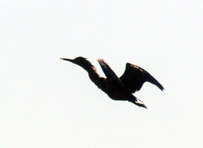 712fish 025greenheron.jpg