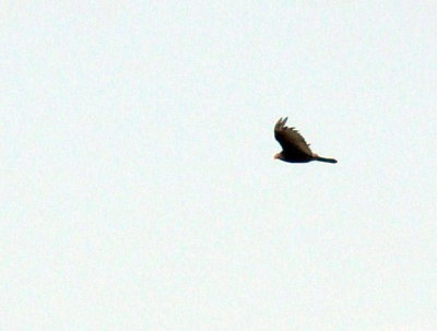 712fish 041turkeyvulture.jpg
