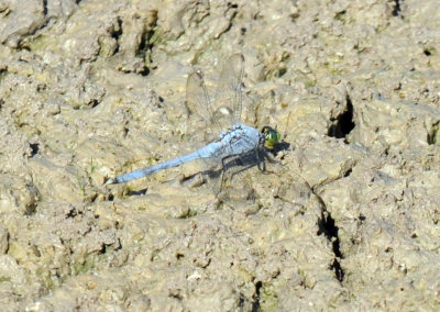 712fish 043easternpondhawk.jpg