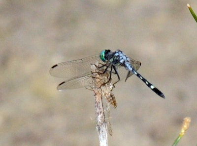 712fish 048thornbush dasher.jpg