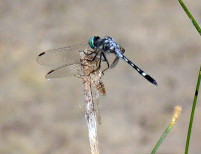 712fish 049thornbushdasher.jpg
