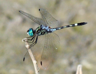 712fish 054thornbushdasher.jpg