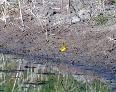 712fish 056largeorange sulphur.jpg