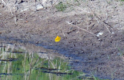 712fish 057largeorangesulphur.jpg