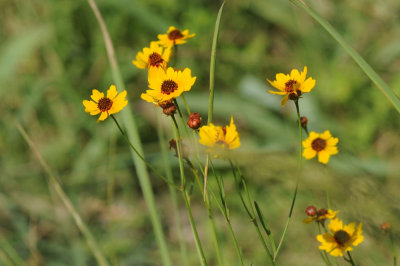 712fish 061blackeyedsusans.jpg
