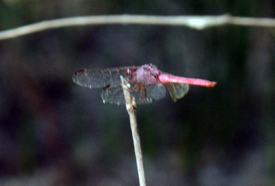 712fish 066roseateskimmer.jpg