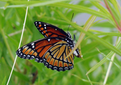 712ffffffffffffd 011viceroyzzzzzzzzz.jpg