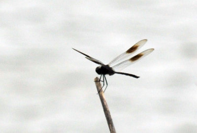 712ffffffffffffd 027fourspottedpennant.jpg