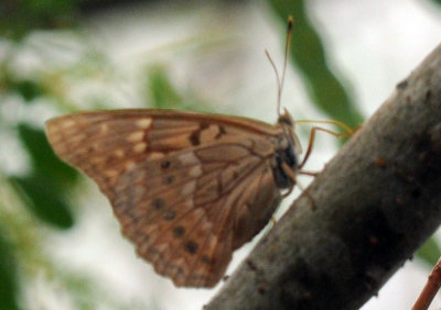 712ffffffffffffd 047tawnyemperor.jpg