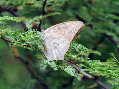 712ffffffffffffd 055goatweedleaftwing.jpg