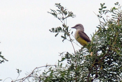 712ffffffffffffd 062couchs.jpg