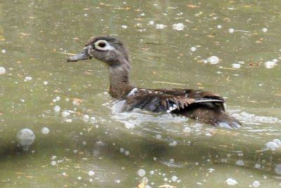 712ffffffffffffd 077woodduckfemale.jpg