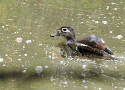 712ffffffffffffd 078woodduckfemalezzzzzzzzzz.jpg