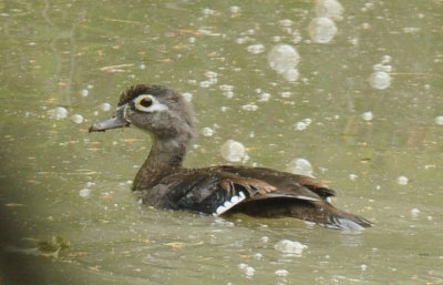 712ffffffffffffd 081woodduckfemale.jpg