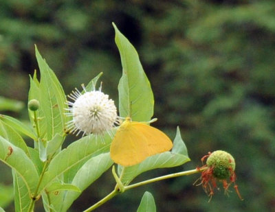 712ffffffffffffd 082largeorangesulphur.jpg