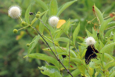 712ffffffffffffd 094largeorangesulphurblackswallowtail.jpg