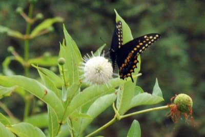712ffffffffffffd 099blackswallowtailzzzzzz.jpg