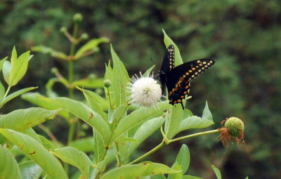 712ffffffffffffd 100blackswallowtail.jpg