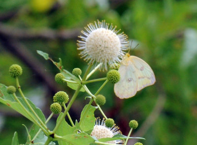 712ffffffffffffd 105largeorangesulphurbuttonbush.jpg
