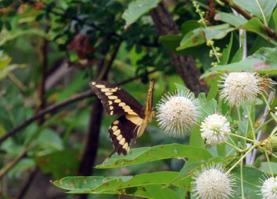 712ffffffffffffd 118giantswallowtail.jpg