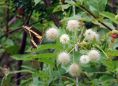 712ffffffffffffd 119giantswallowtail.jpg