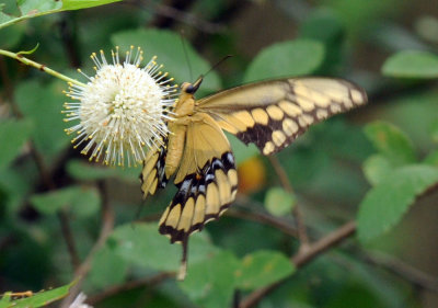712ffffffffffffd 128giantswallowtail.jpg