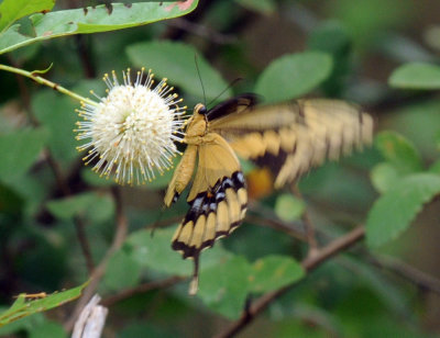 712ffffffffffffd 129giantswallowtail.jpg
