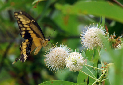 712ffffffffffffd 135giantswallowtail.jpg
