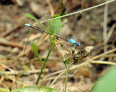 712ffffffffffffd 180blueringeddancer.jpg