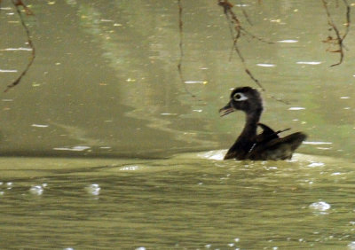 712ffffffffffffd 202woodduckfemale.jpg