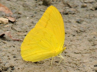 712ffffffffffffd 213largeorangesulphur.jpg