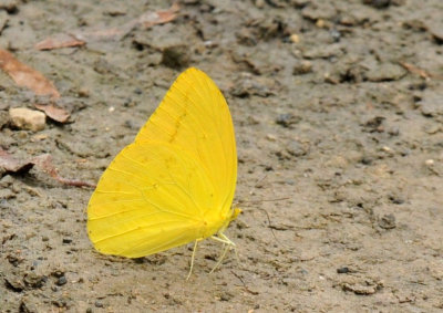 712ffffffffffffd 214largeorangesulphur.jpg