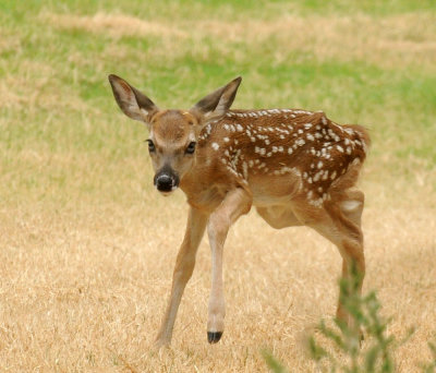 712ffffffffffffd 217bambi.jpg