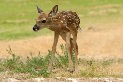 712ffffffffffffd 223bambi.jpg