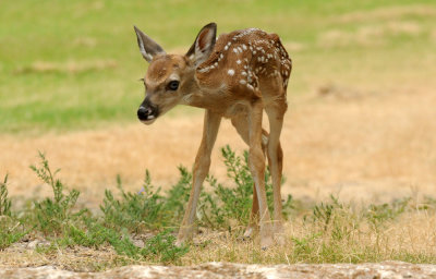 712ffffffffffffd 224bambi.jpg