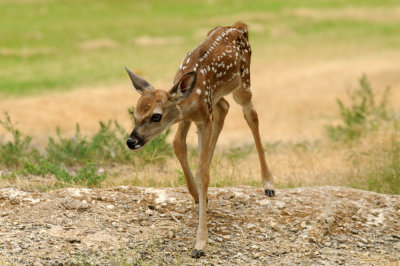 712ffffffffffffd 225bambi.jpg