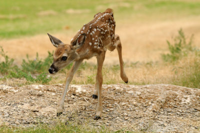 712ffffffffffffd 226bambi.jpg