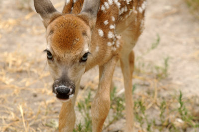 712ffffffffffffd 227bambi.jpg