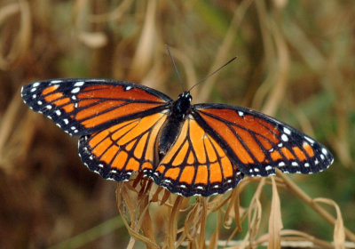 712ffffffffffffd 237viceroy.jpg