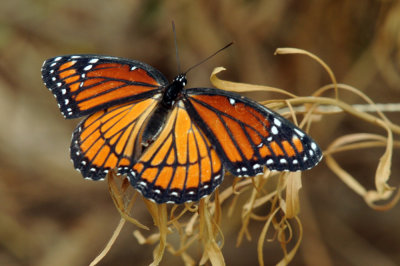 712ffffffffffffd 241viceroy.jpg