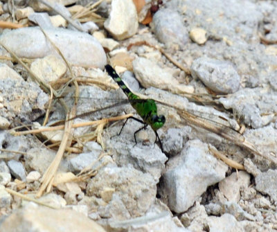 712ffffffffffffd 260easternpondhawk.jpg