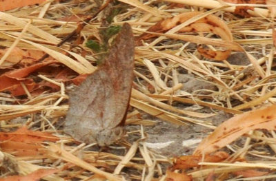 g712ffffffffffffd 007goatweedleafwing.jpg